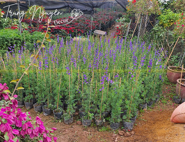 Cây Violet Tím