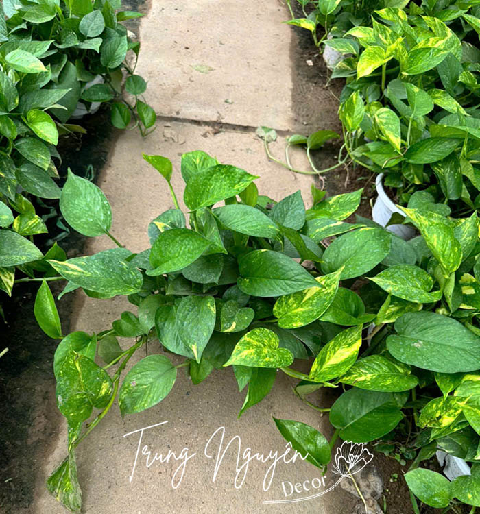 Cây vạn niên thanh - Trầu bà rủ