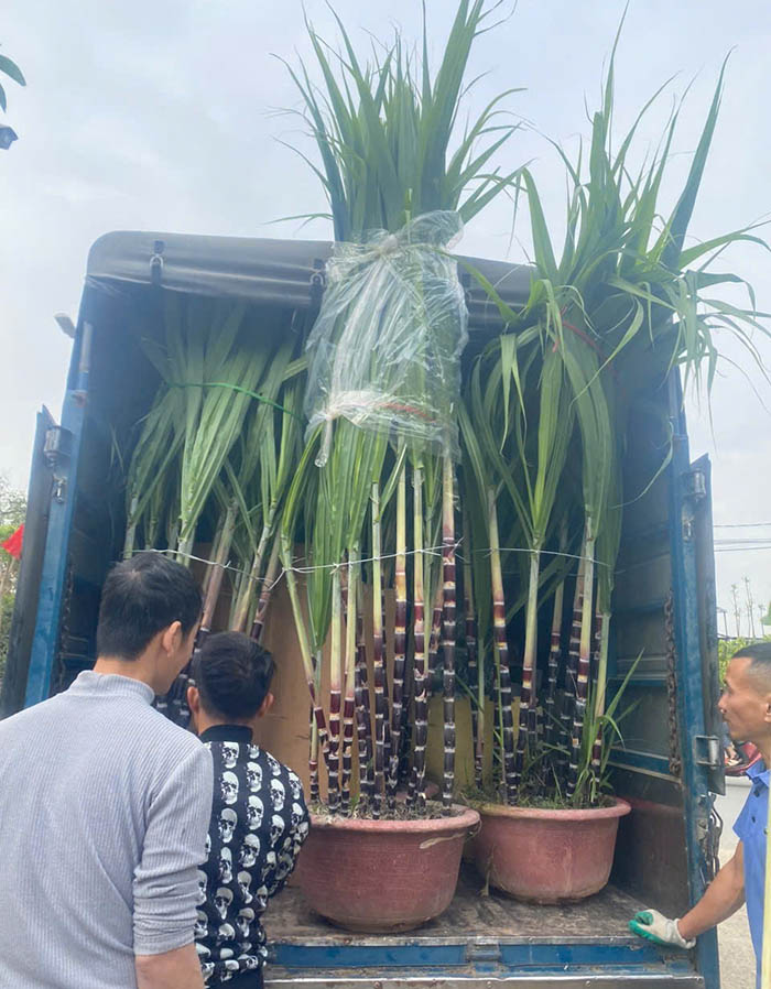 Cây Mía tím Tết