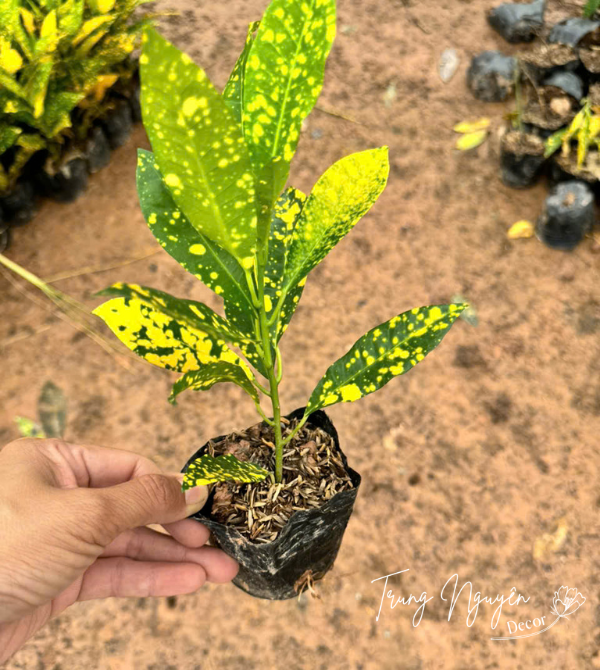 Cây vàng anh lá mít