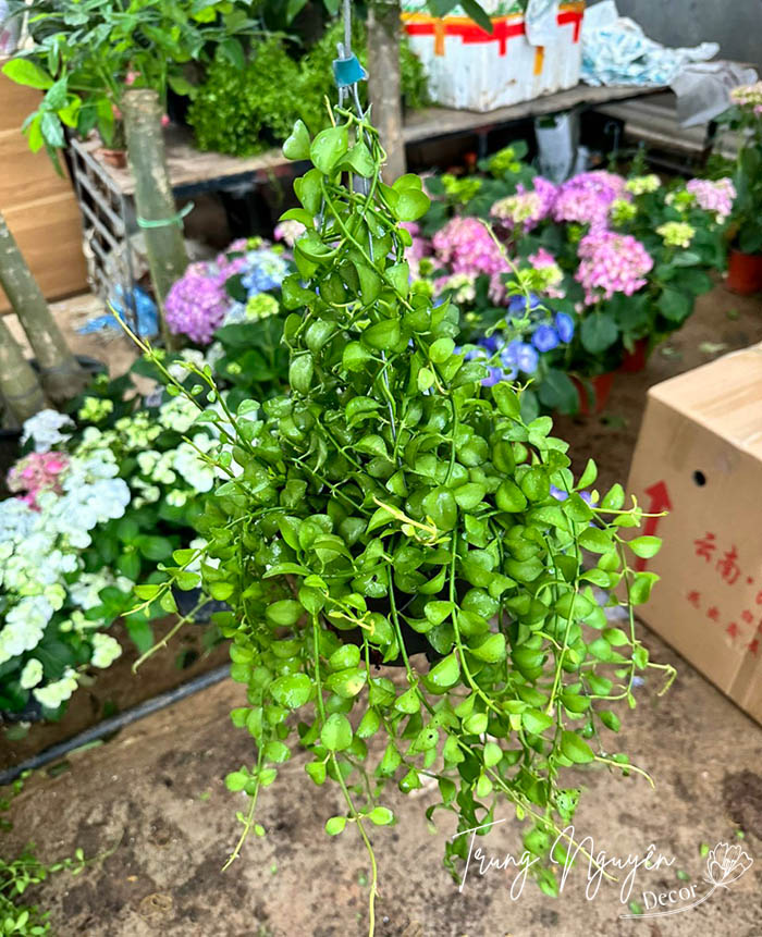 Cây Đô la - Lan hạt dưa