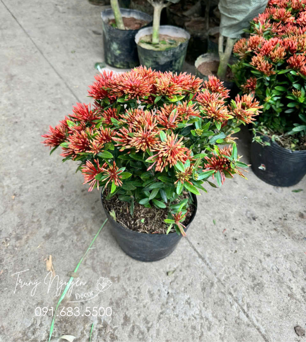 Cây Mẫu Đơn Thái