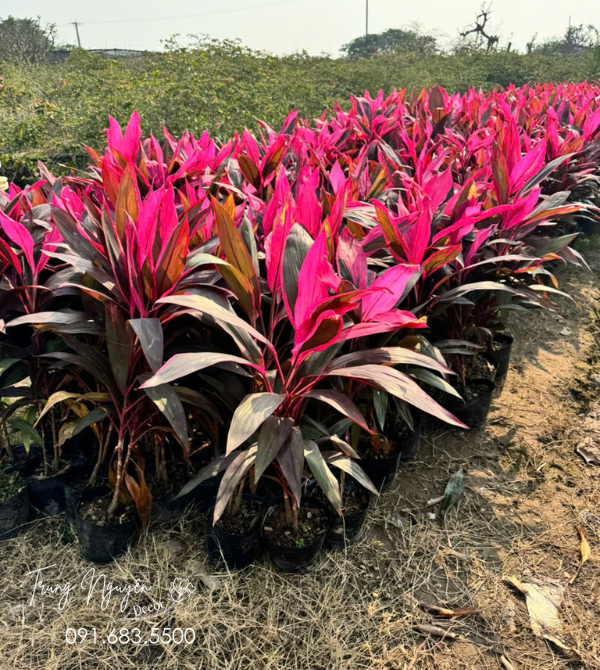 Cây Huyết Dụ Đỏ