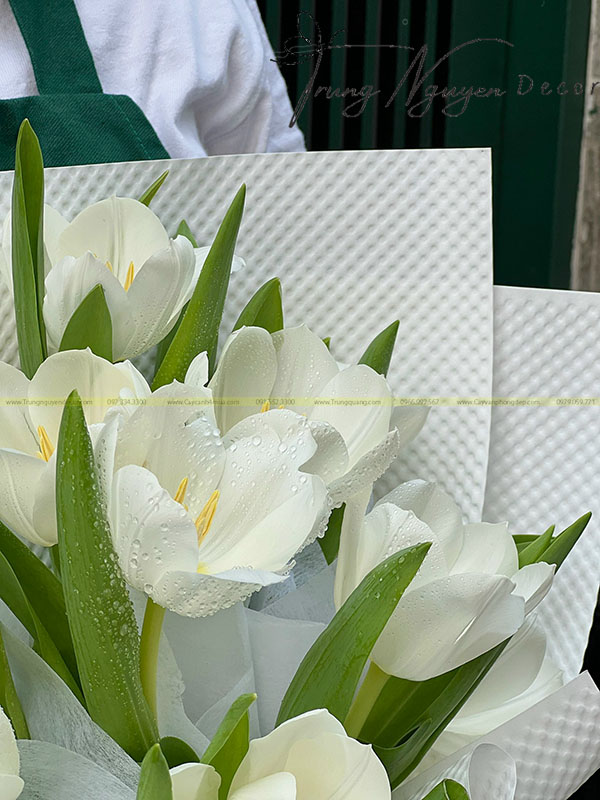 Bó Hoa Tulip Trắng-T04