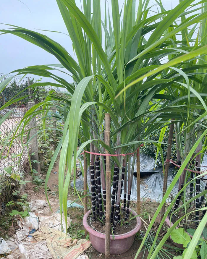 Cây Mía tím Tết