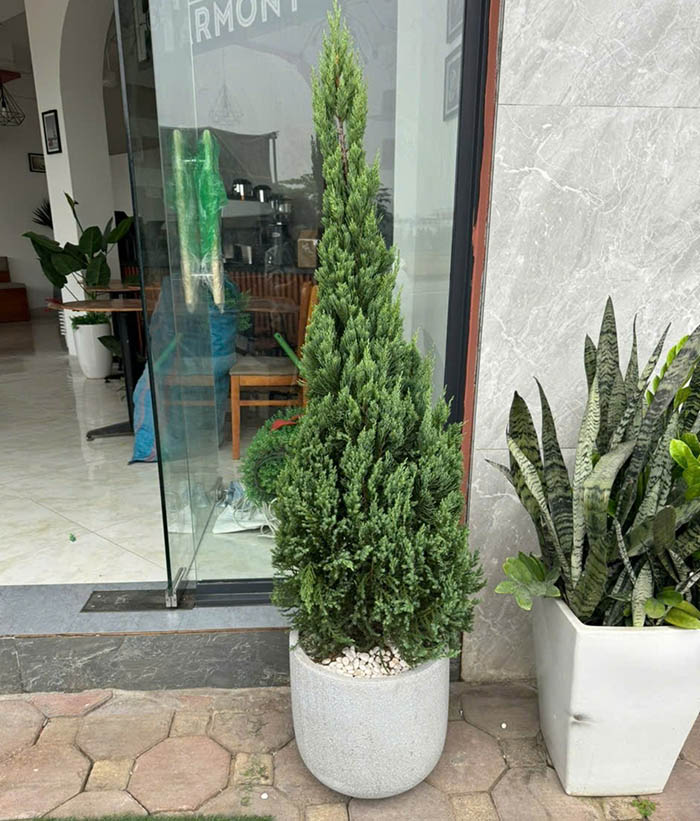 Cây Tùng Tháp - Sơn Tùng