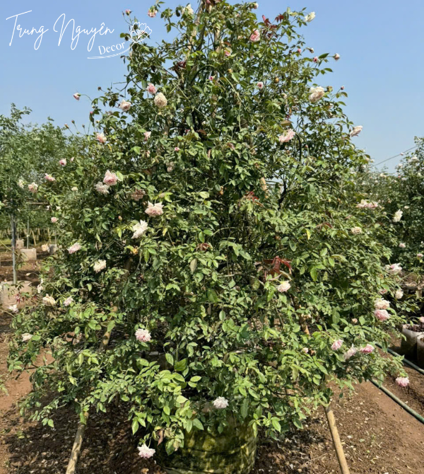 Cây hồng đào