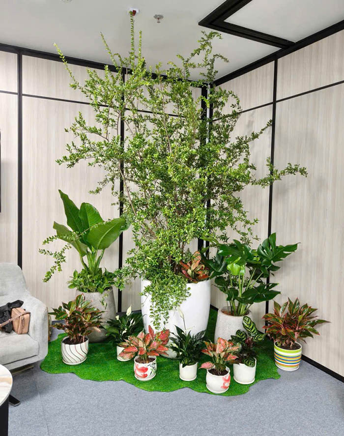 Chậu cây setup văn phòng cho thuê