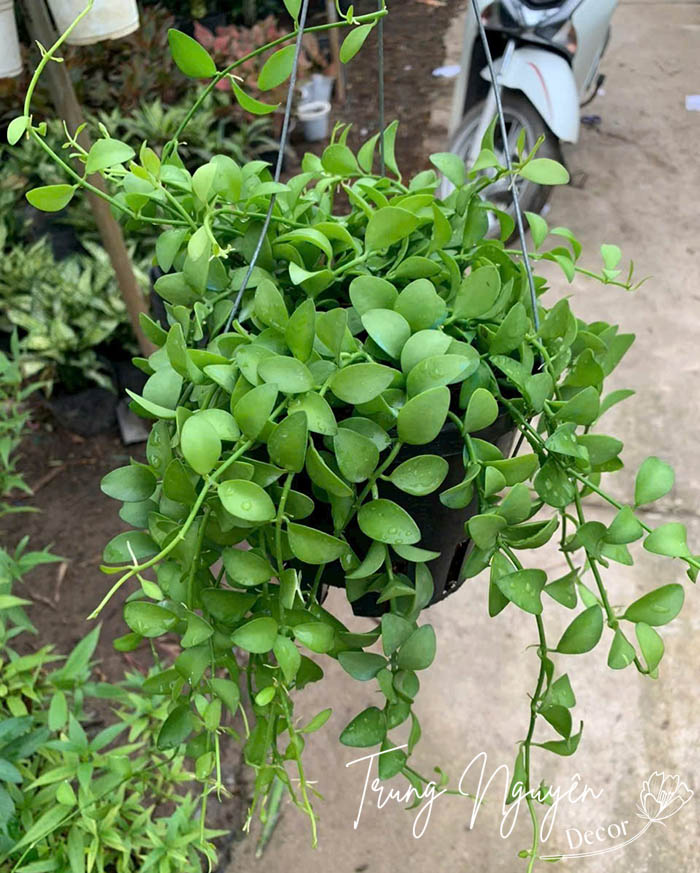 Cây Đô la - Lan hạt dưa