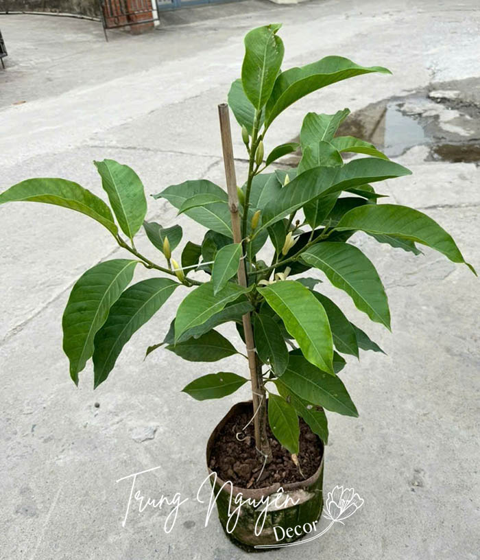 Cây hoa Ngọc Lan