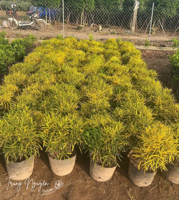 Cây vàng anh lá mít