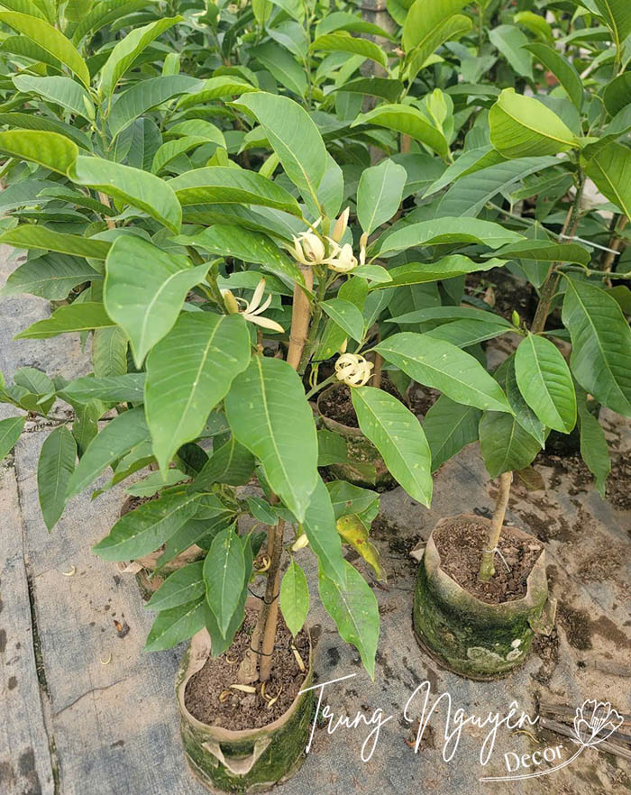 Cây hoa Ngọc Lan
