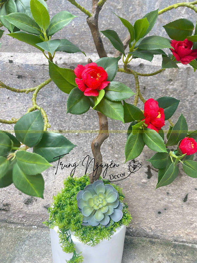 Cây Trà Đỏ Giả 