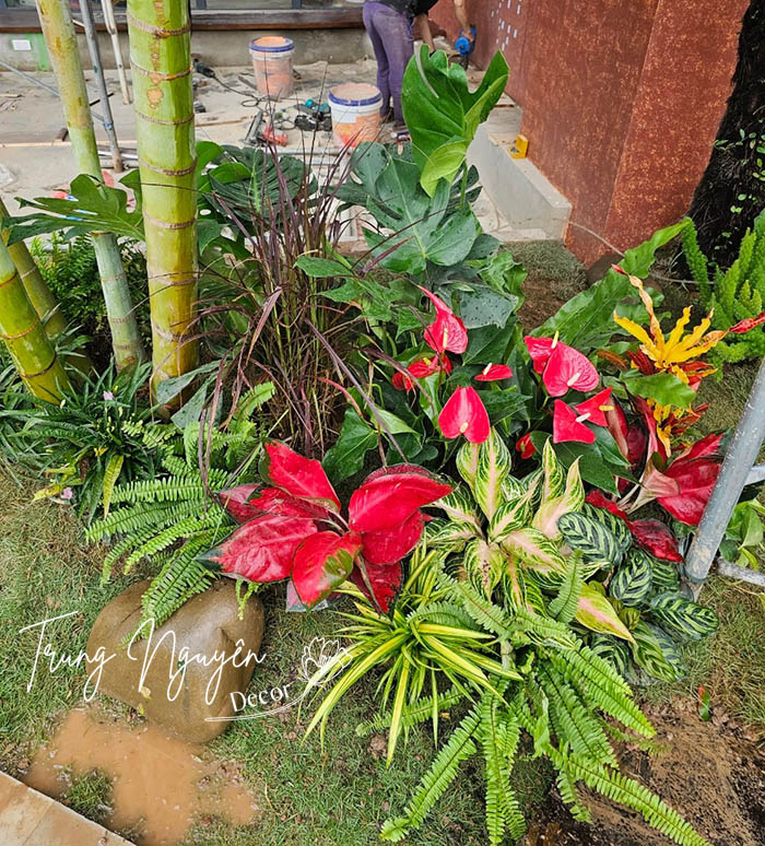 Cây Vạn Lộc