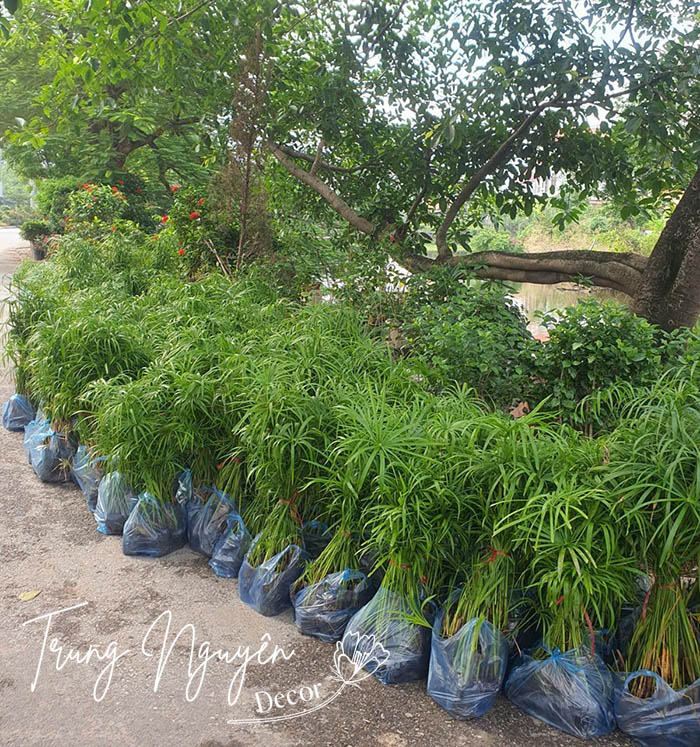 Cây Thủy Trúc