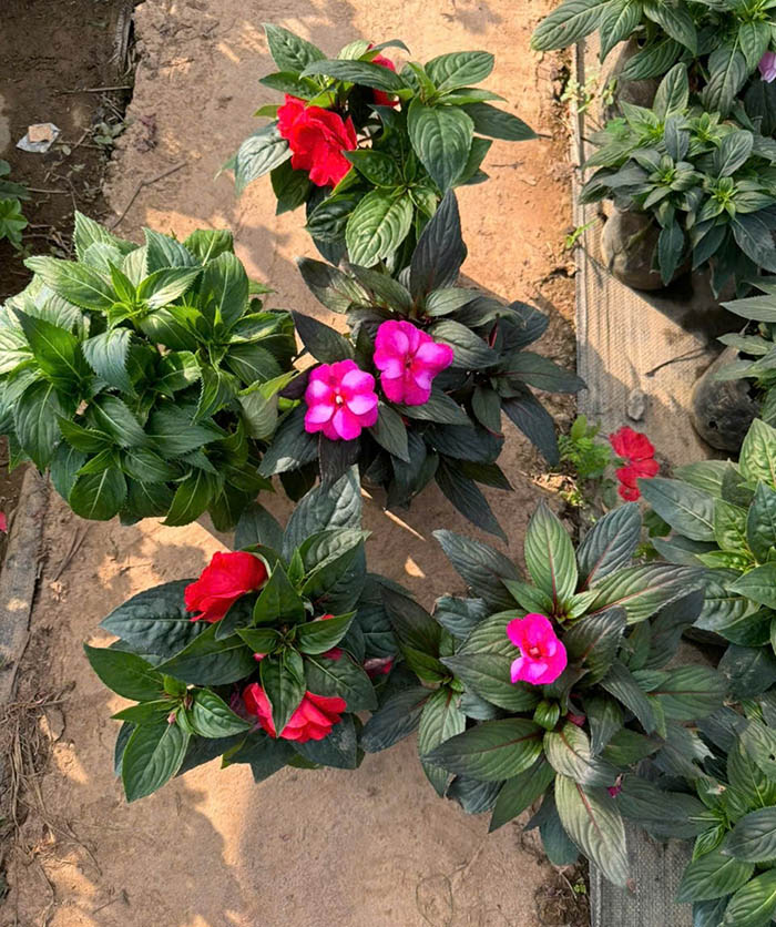 Cây hoa Mai địa thảo