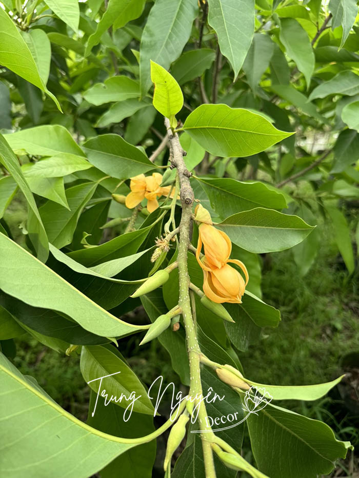 Cây hoa Ngọc Lan