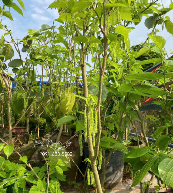 Cây Dâu Tằm Đài Loan