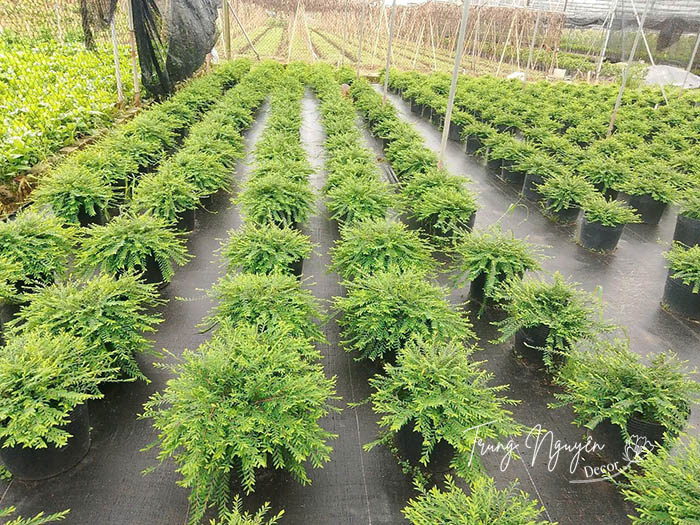 Cây Sơn Liễu Thái - Úc