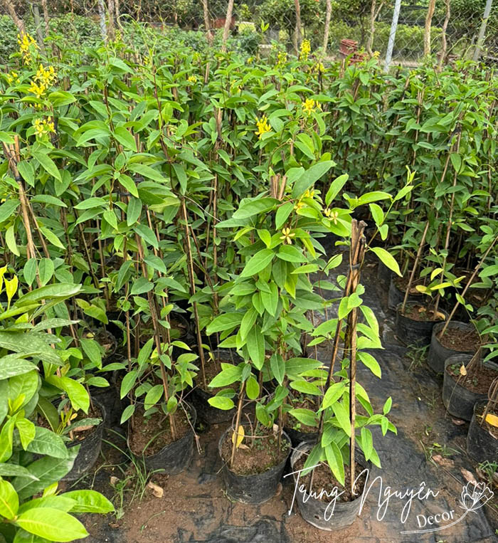 Cây Mai Hoàng Yến
