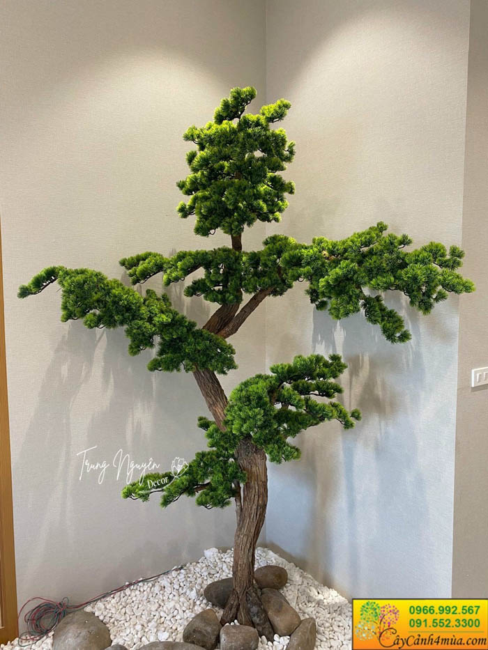 CÂY TÙNG LA HÁN GIẢ DECOR 