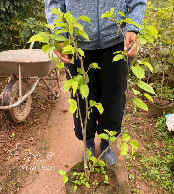 Cây Dâu Tằm Đài Loan