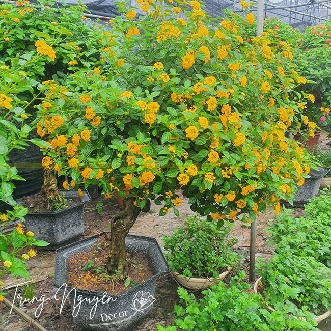 Cây Ngũ Sắc Bonsai