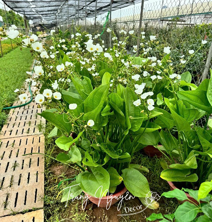 Cây hoa bách thủy tiên