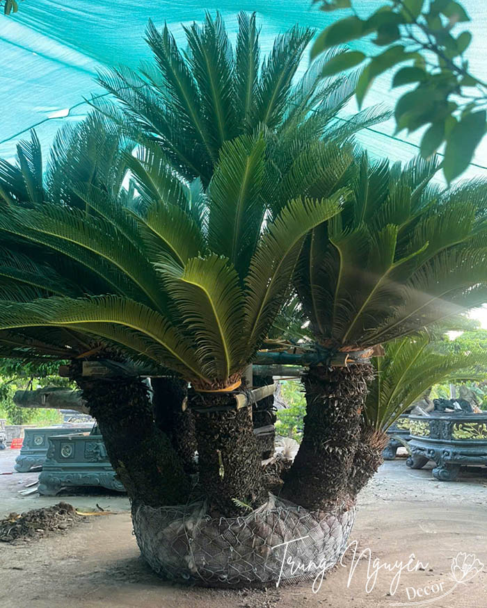 Cây Vạn Tuế