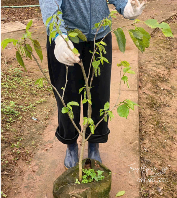 Cây Dâu Tằm Đài Loan