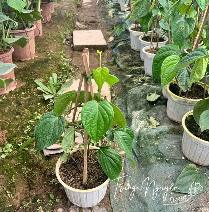 Cây trầu không