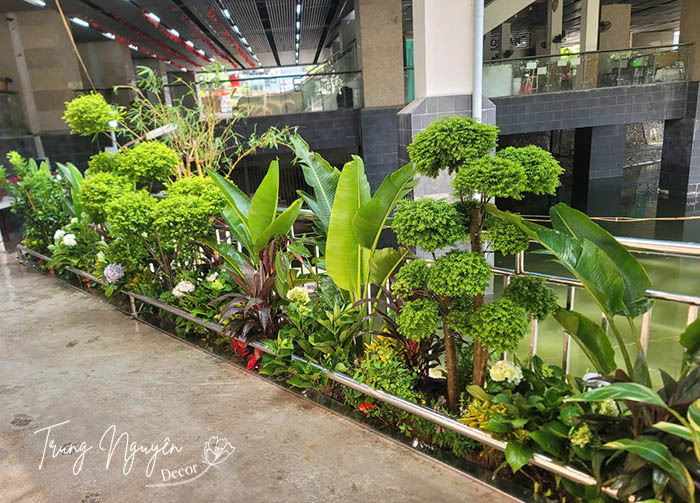 Cây xanh tươi mát trồng trước cửa nhà