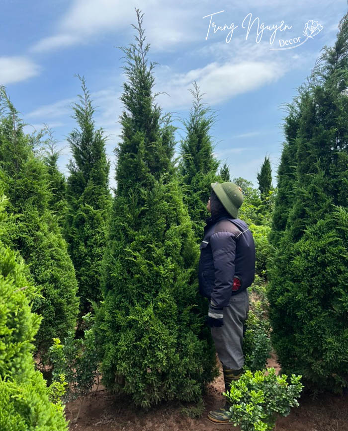 Cây Tùng Tháp - Sơn Tùng