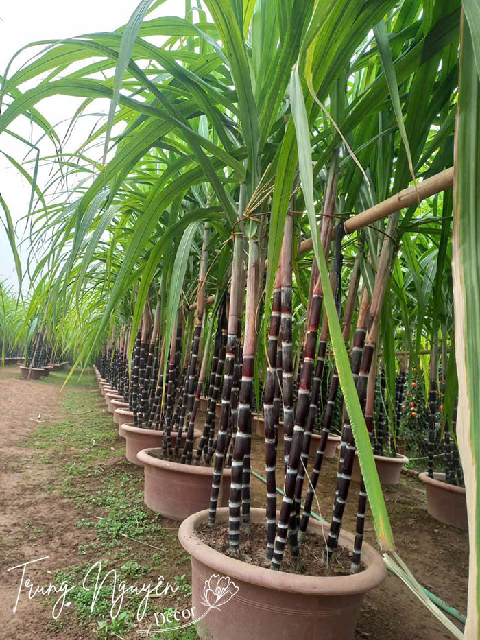 Cây Mía tím Tết
