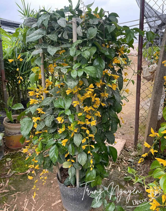 Cây Lan Hoàng Dương Hoa Vàng