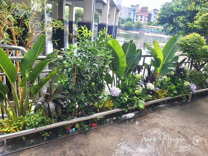 Cây xanh tươi mát trồng trước cửa nhà