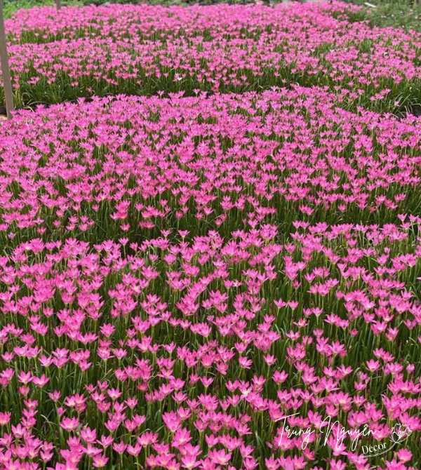 Cây tóc tiên - huệ mưa