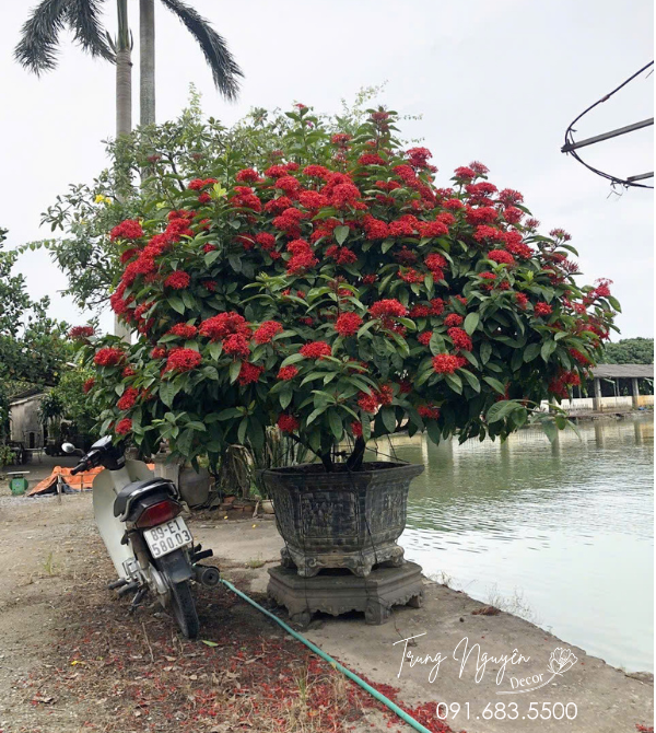 Cây Mẫu Đơn Thái