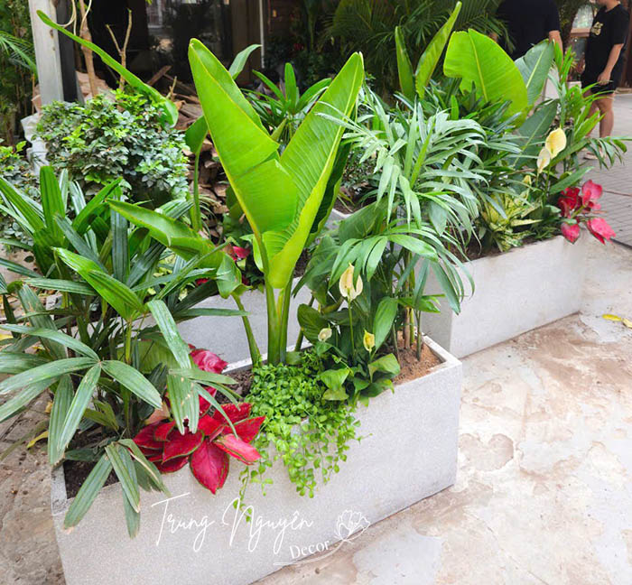 Cây Vạn Lộc