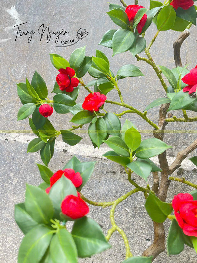 Cây Trà Đỏ Giả 