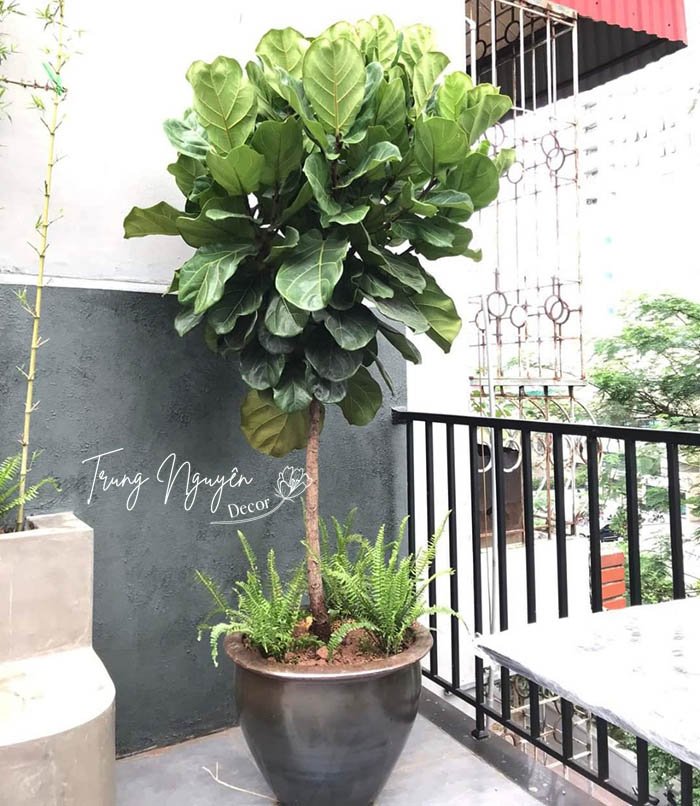 Cây Bàng Singapore