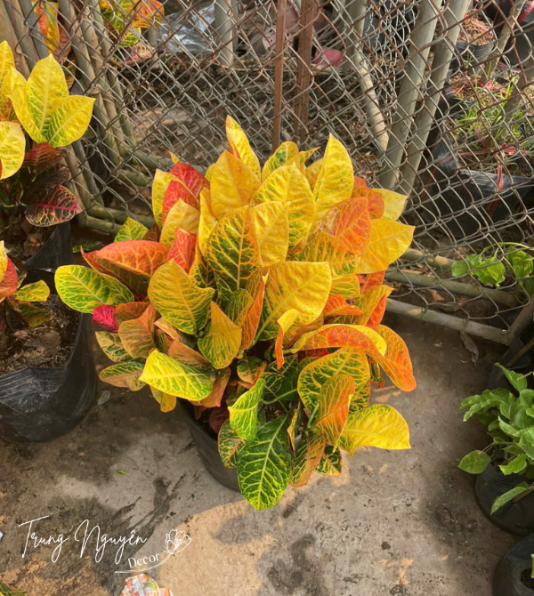 Cây vàng anh lá mít