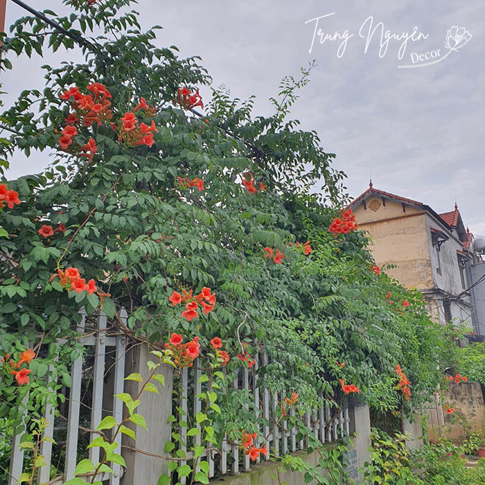 Cây Đăng Tiêu