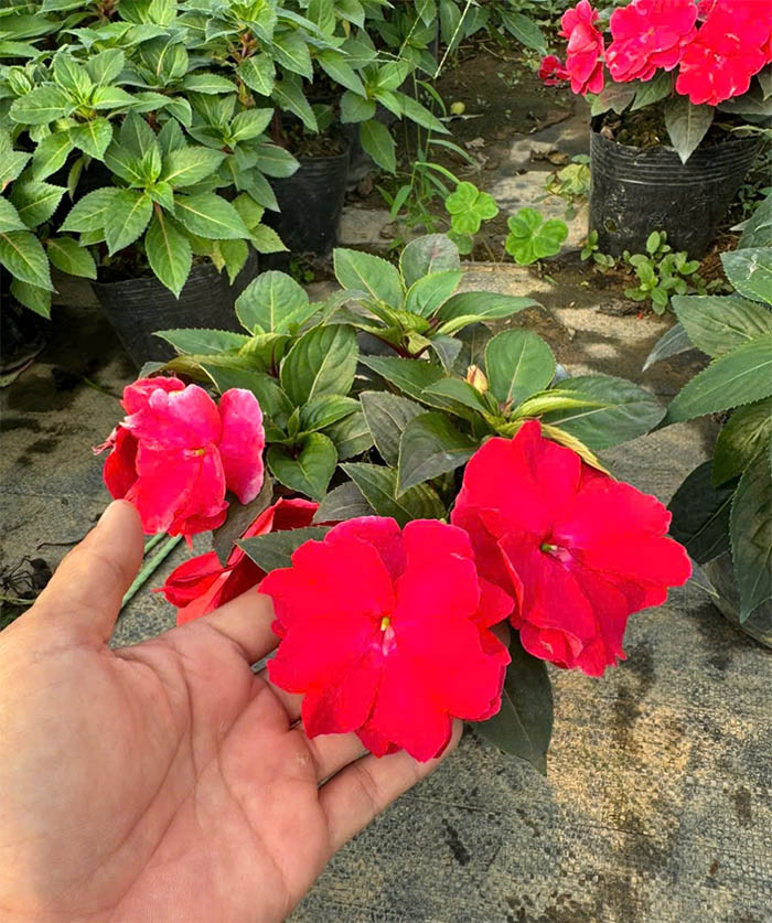 Cây hoa Mai địa thảo