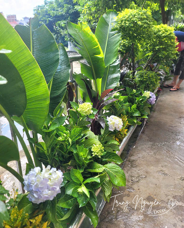 Cây xanh tươi mát trồng trước cửa nhà