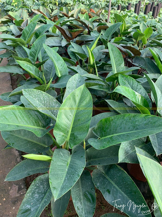 Cây Trầu Bà Đế Vương