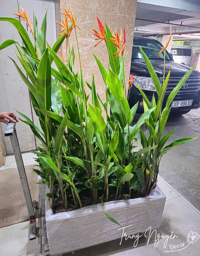 Cây hoa Mỏ Két - Thiên điểu