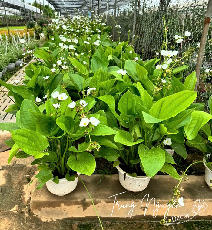 Cây hoa bách thủy tiên