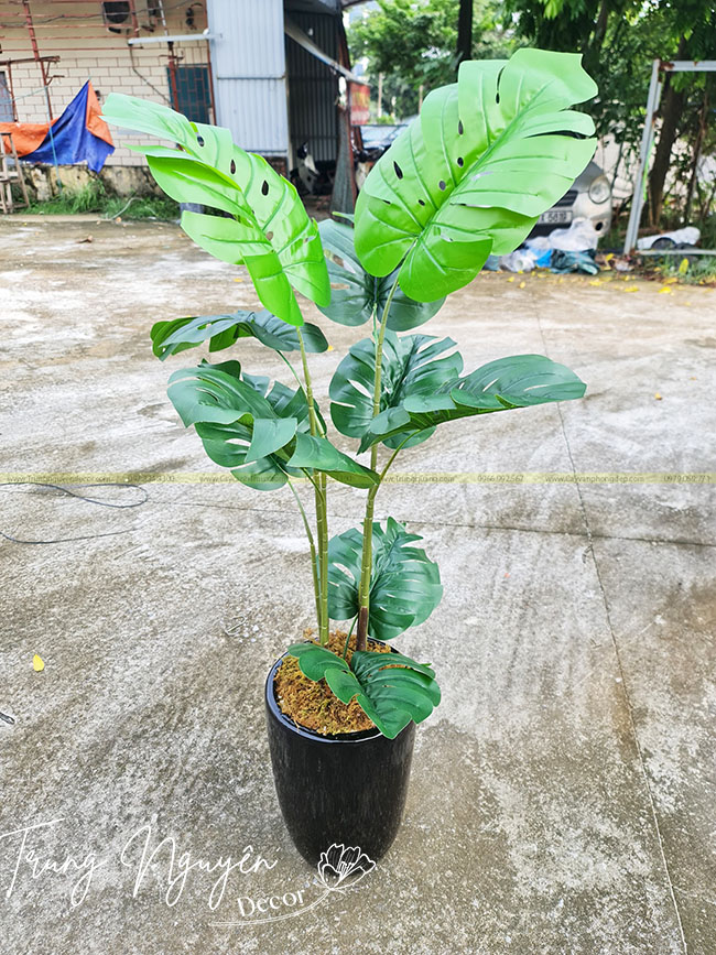 Chậu Trầu Bà Monstera Giả