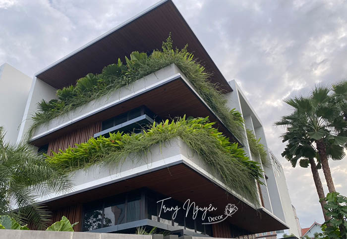 Cây Sơn Liễu Thái - Úc